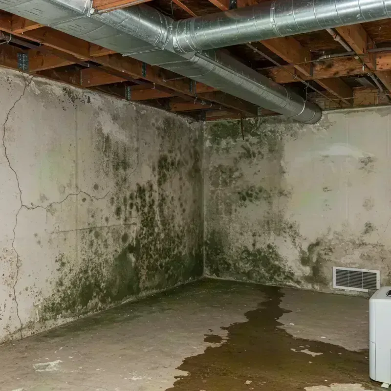 Professional Mold Removal in Slater, MO